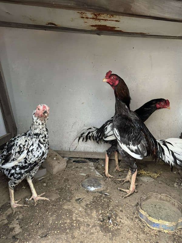 aseel murga murgi pair is available for sale 1