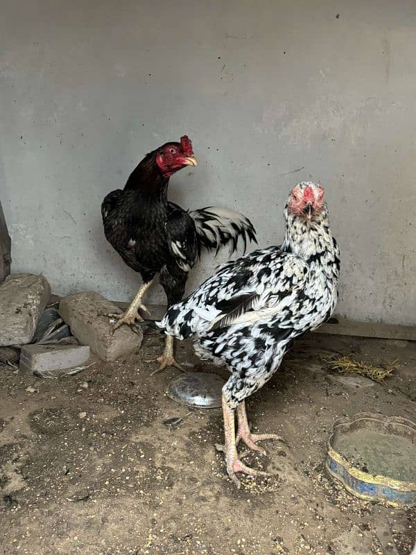 aseel murga murgi pair is available for sale 5