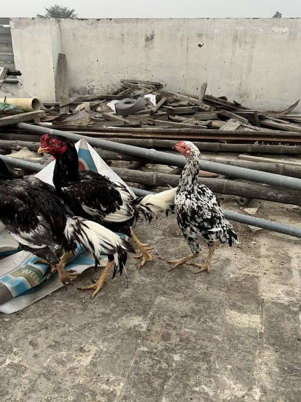 aseel murga murgi pair is available for sale 6