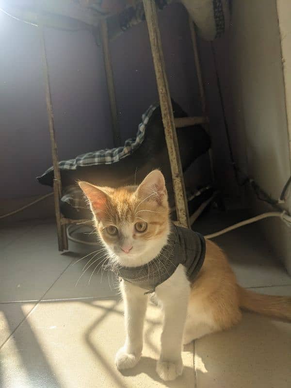 Selling Male Cat 2 Months Old 4