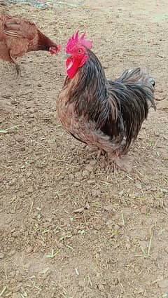 Bantam Male