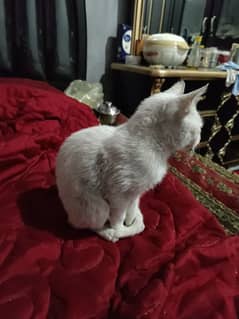 Persian kitten female 4 month old odd eyes full train ha