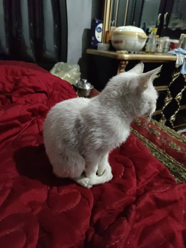 Persian kitten female 4 month old odd eyes full train ha 0