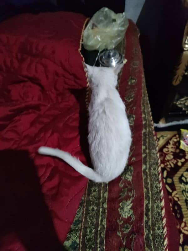 Persian kitten female 4 month old odd eyes full train ha 4