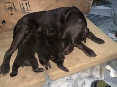 labrador puppies