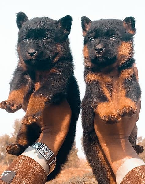 German Shepherd Double Coat Pair / Black German Shepherd Puppy 0