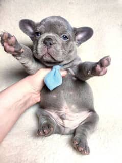 French bulldog Imported blue. colour puppy