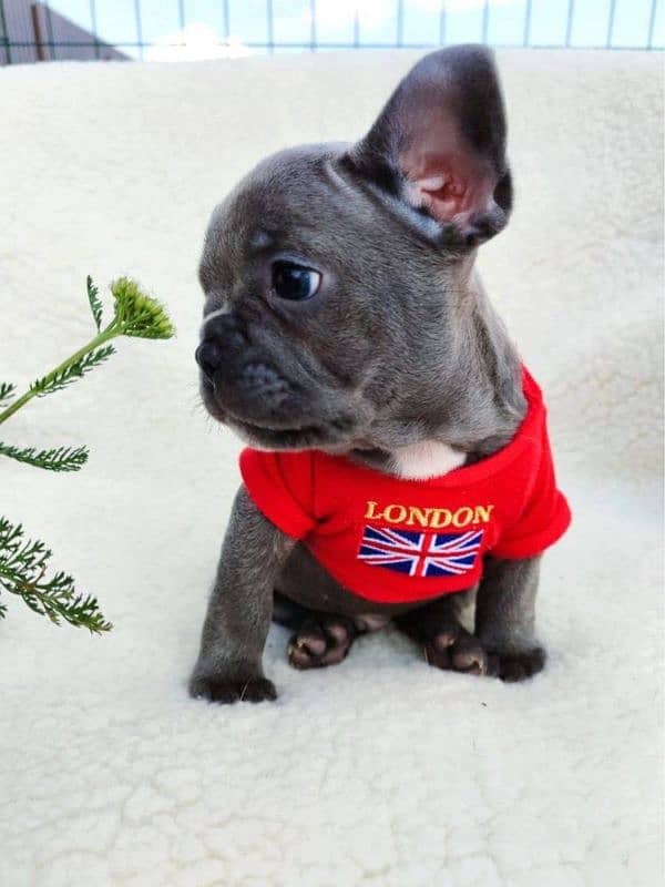 French bulldog Imported blue. colour puppy 1