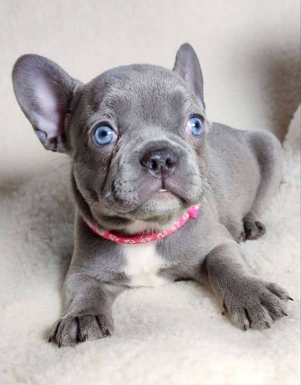 French bulldog Imported blue. colour puppy 2