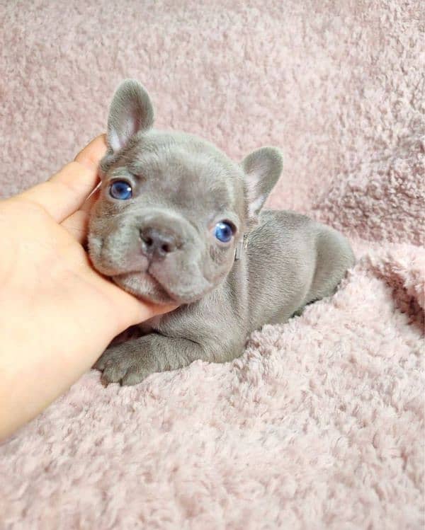 French bulldog Imported blue. colour puppy 3