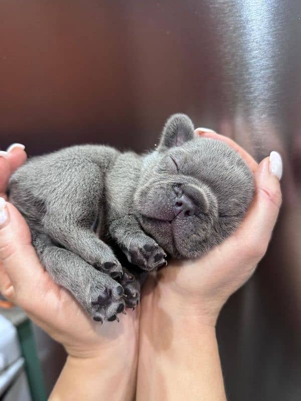 French bulldog Imported blue. colour puppy 4