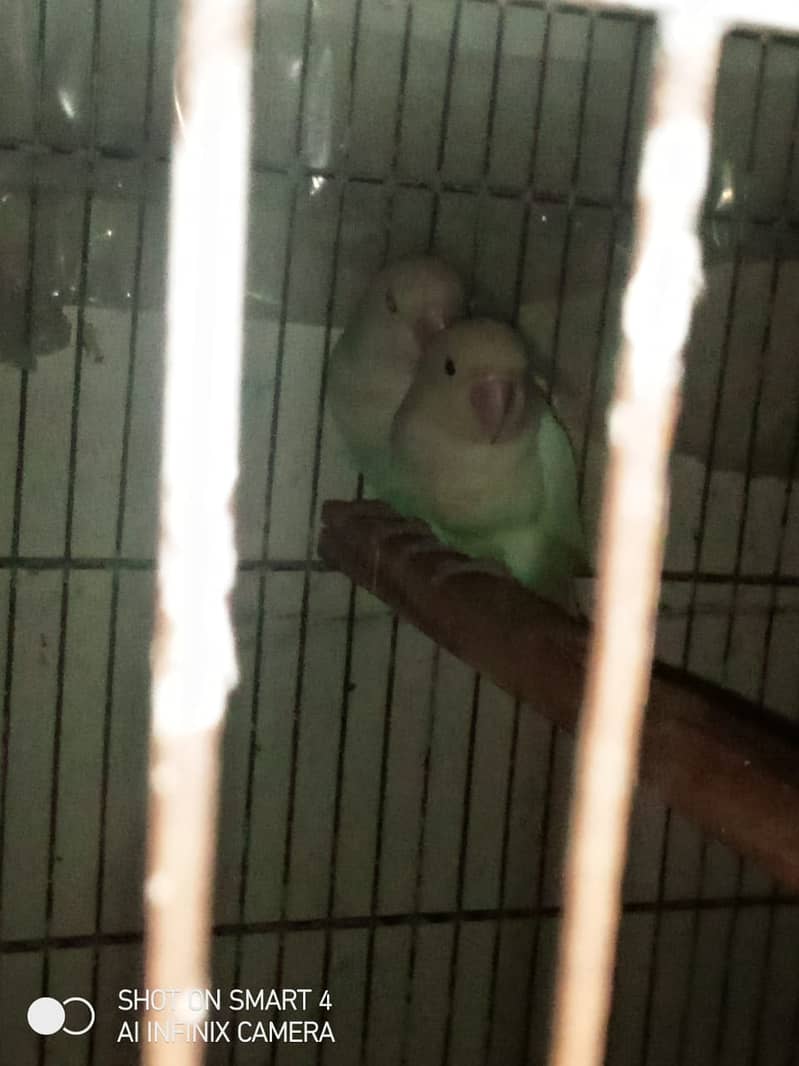 love birds for sale with cage 1