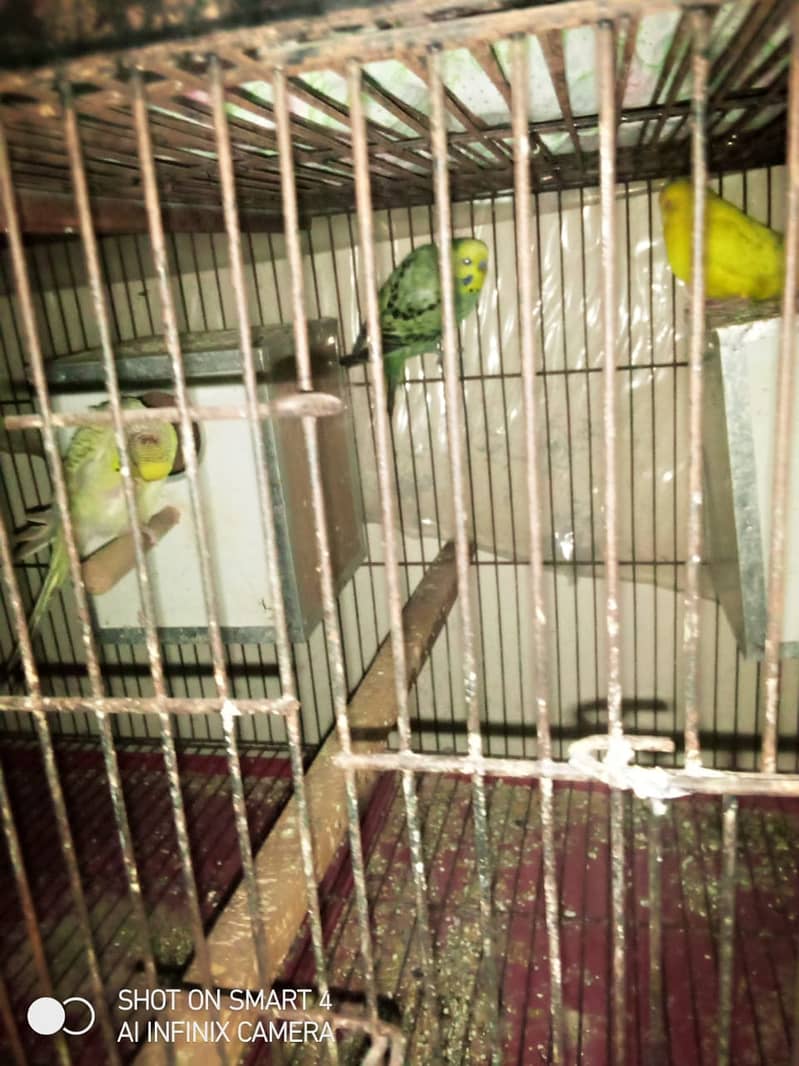 love birds for sale with cage 3