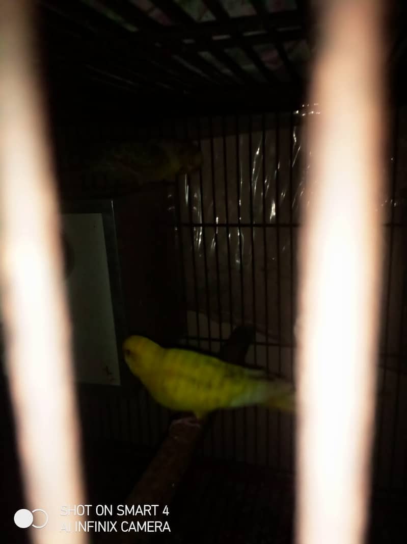 love birds for sale with cage 4