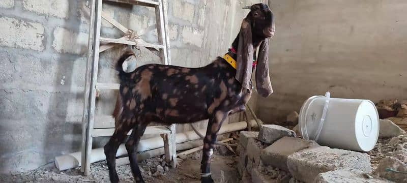 pure akraj kamori male bacha  best for qurbani or breeder 2