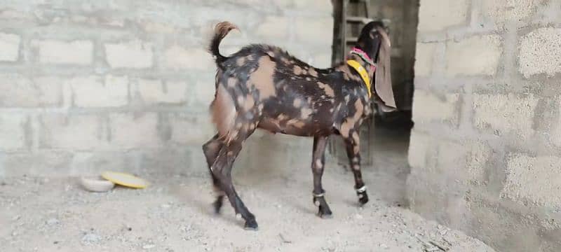 pure akraj kamori male bacha  best for qurbani or breeder 5