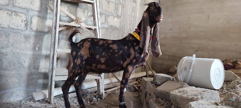 pure akraj kamori male bacha  best for qurbani or breeder 6