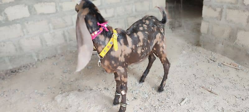 pure akraj kamori male bacha  best for qurbani or breeder 7