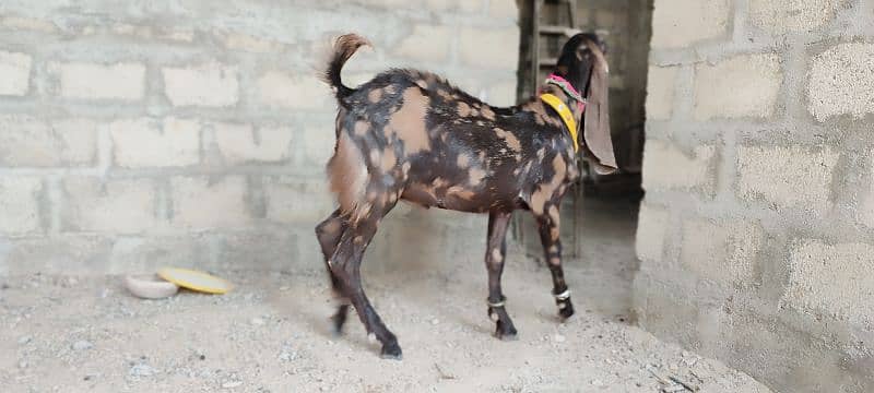 pure akraj kamori male bacha  best for qurbani or breeder 8