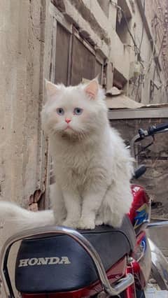 white male cat beautiful blue eyes