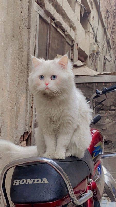 white male cat beautiful blue eyes 0