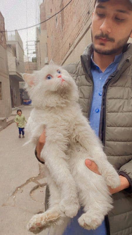 white male cat beautiful blue eyes 1