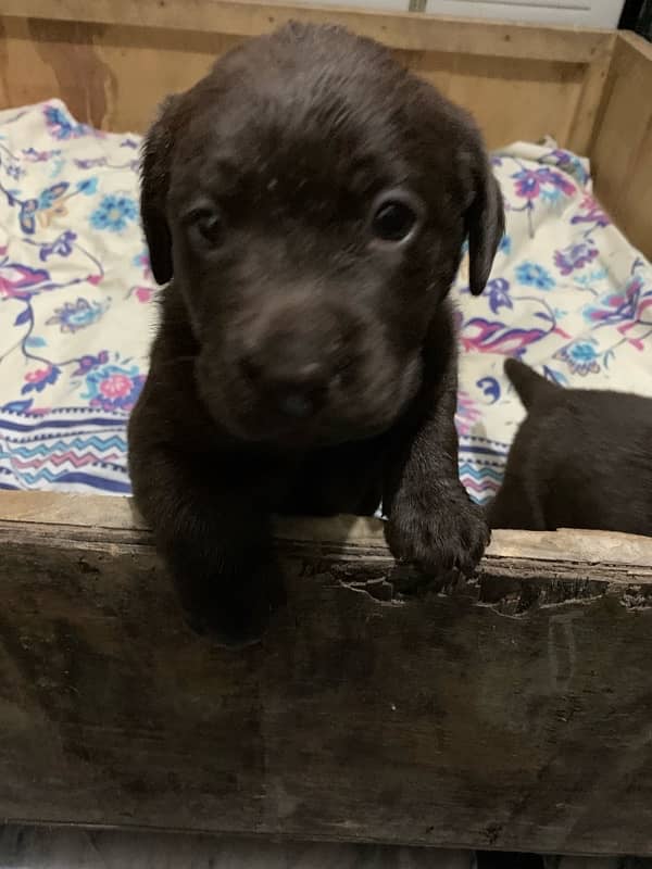 labrador puppies 0