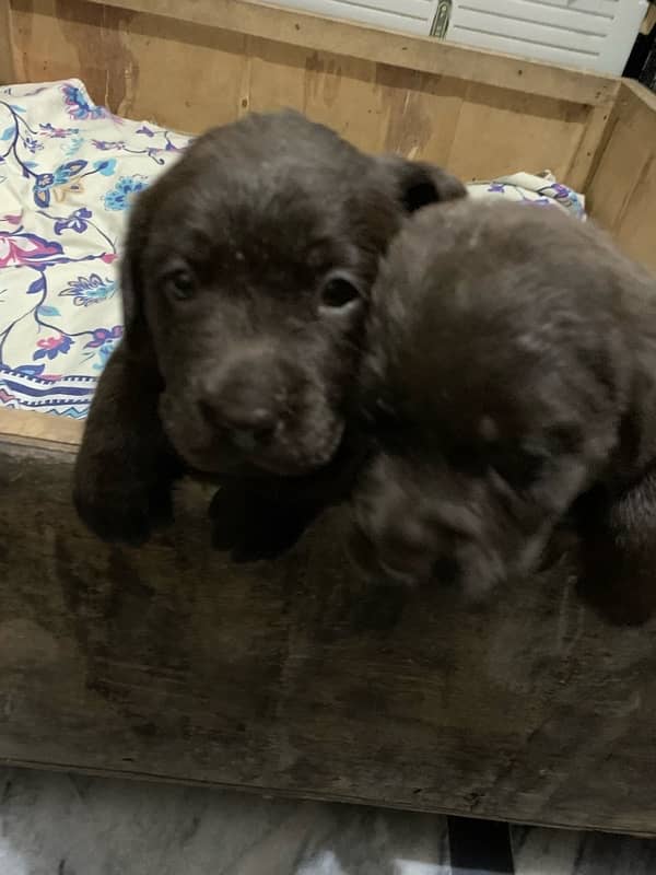 labrador puppies 1