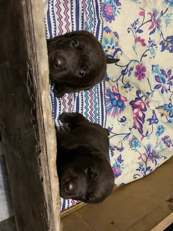 labrador puppies 2