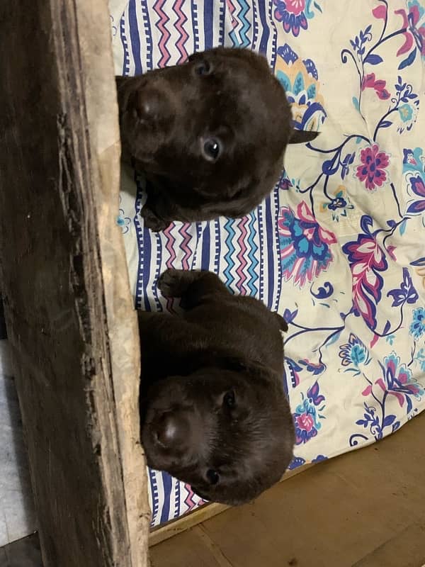 labrador puppies 3