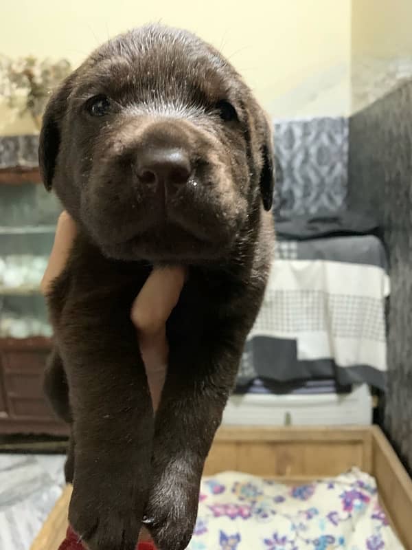 labrador puppies 6