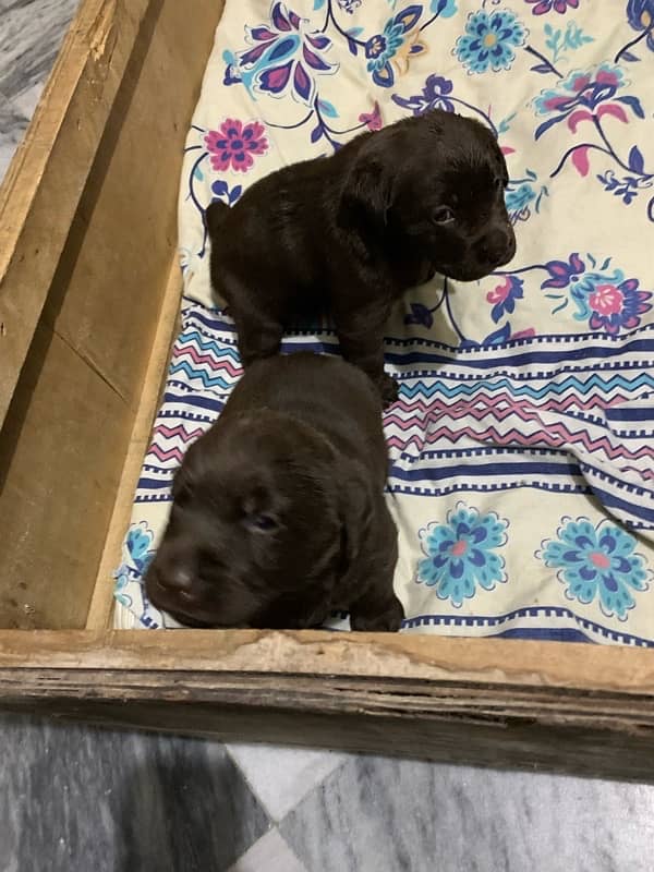 labrador puppies 10