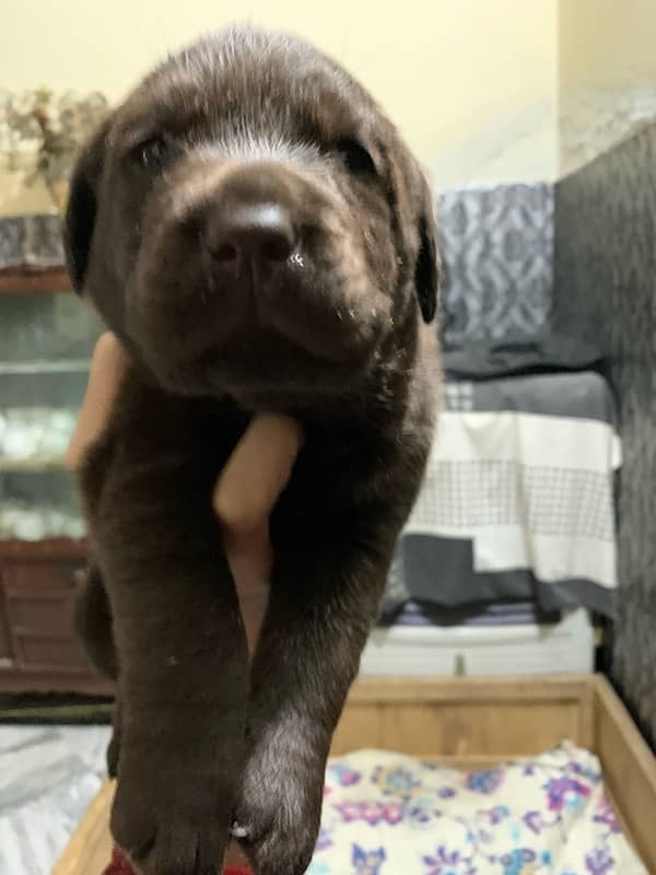 labrador puppies 11