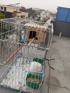 breeder white with blue shade pair with cage.