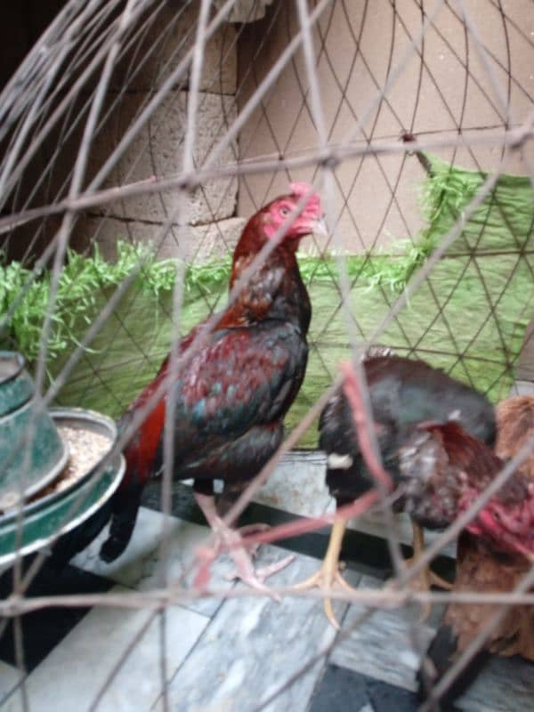 Aseel Hen 3 Male Pure Mianwali Breed 3