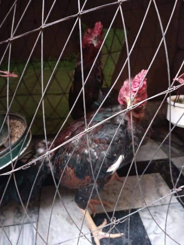 Aseel Hen 3 Male Pure Mianwali Breed 4