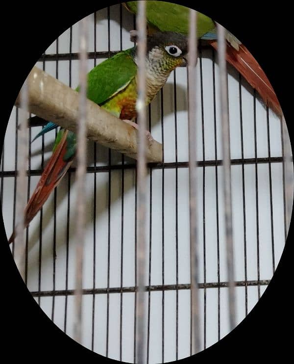 GREEN-CHEEKED PARAKEET 0