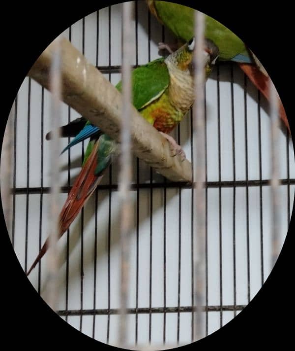 GREEN-CHEEKED PARAKEET 1