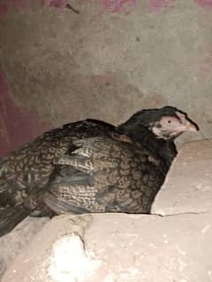 Kurak Aseel Sindhi Hen