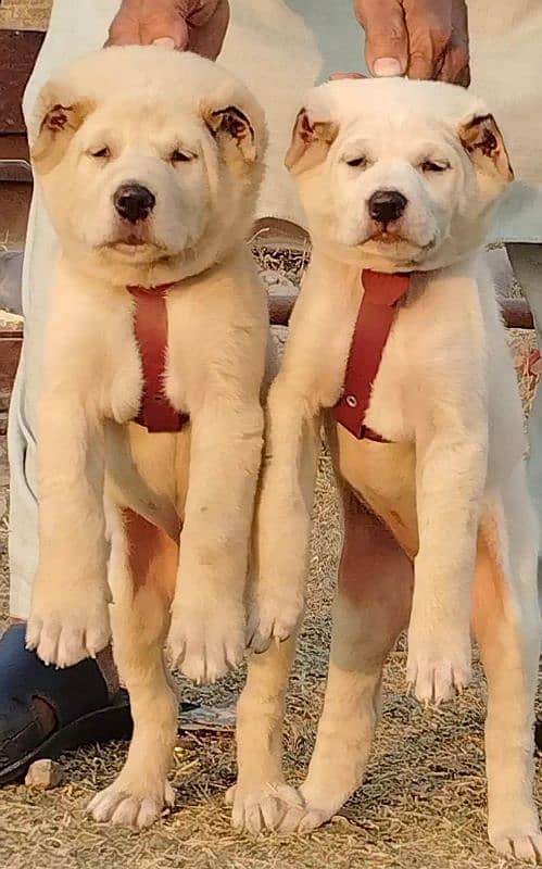 Afghan Kuchi pair available for sale cargo available contact number 0