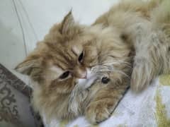 persian male cat