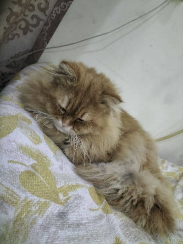 persian male cat 1