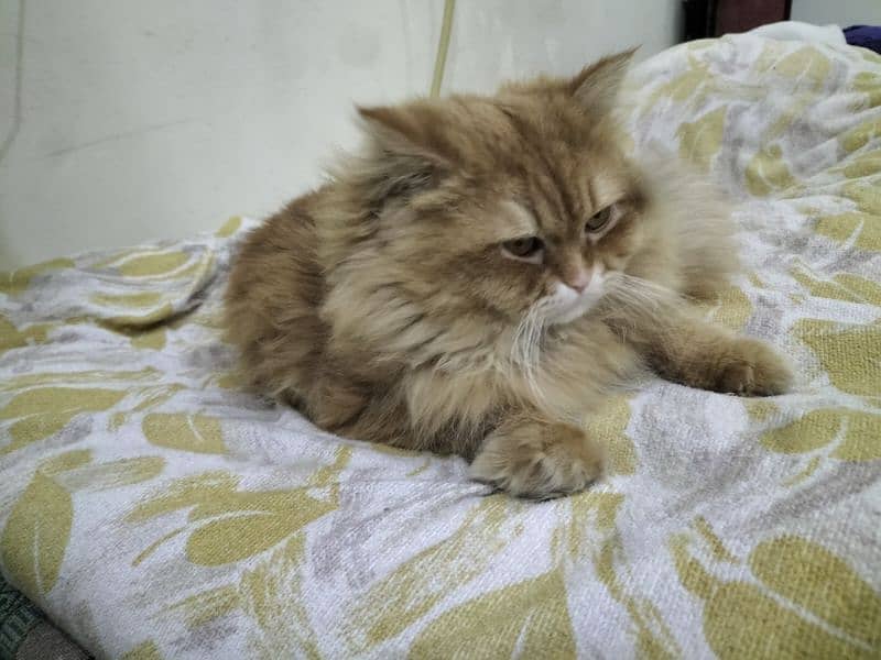 persian male cat 2