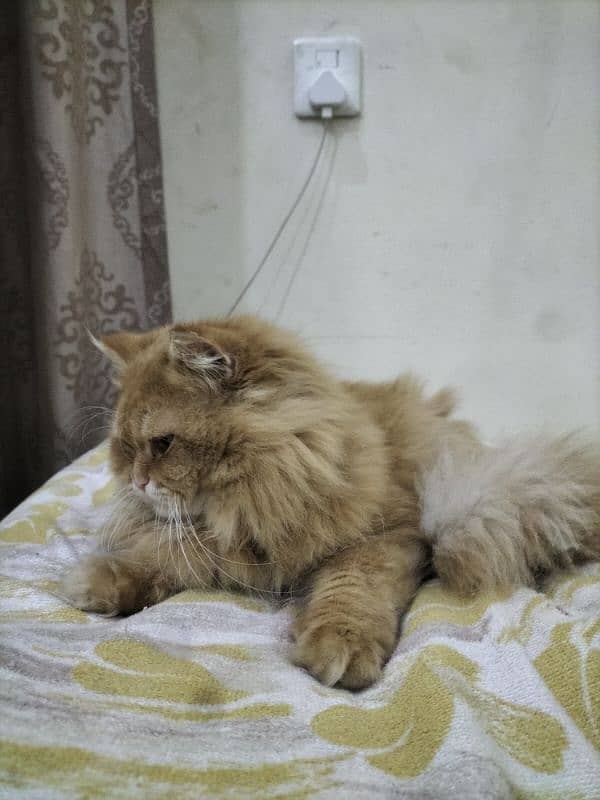 persian male cat 3