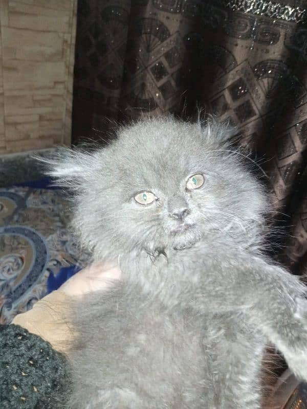 Persian cat 0