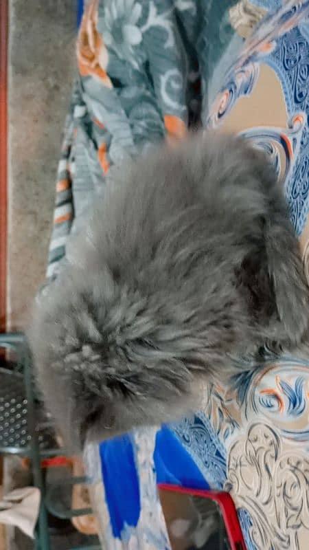 Persian cat 3