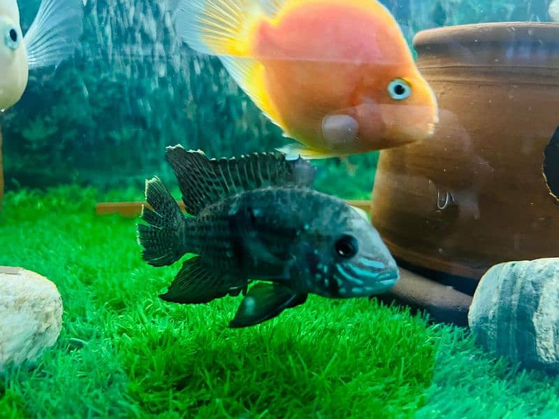 oscar/parrot/giant gourami/silver doller/silver arowana/green terror 2