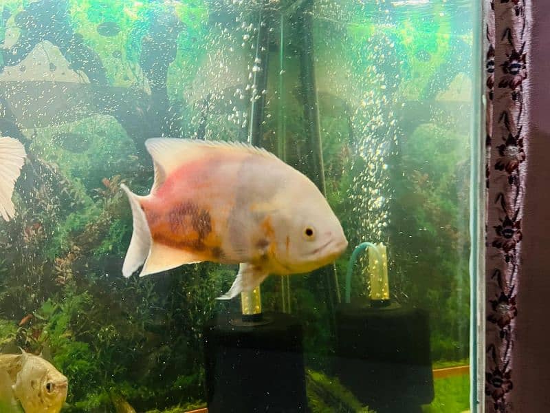 oscar/parrot/giant gourami/silver doller/silver arowana/green terror 3