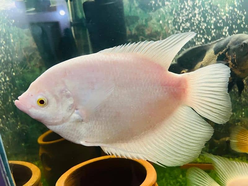 oscar/parrot/giant gourami/silver doller/silver arowana/green terror 6