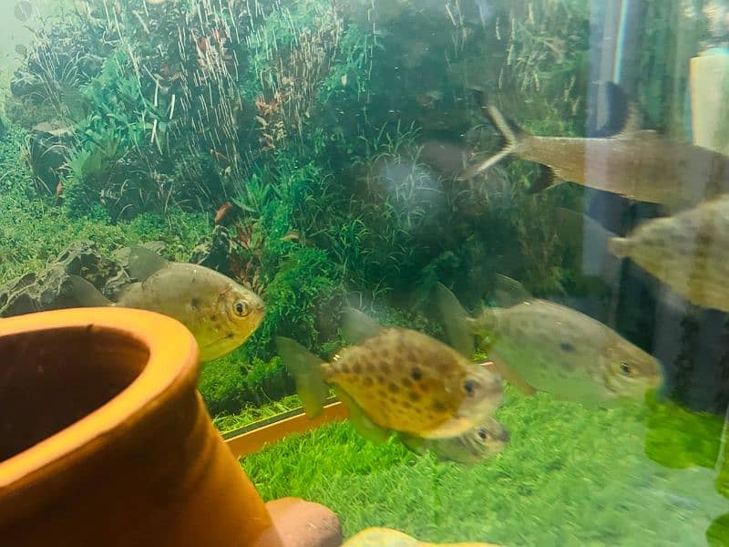 oscar/parrot/giant gourami/silver doller/silver arowana/green terror 8